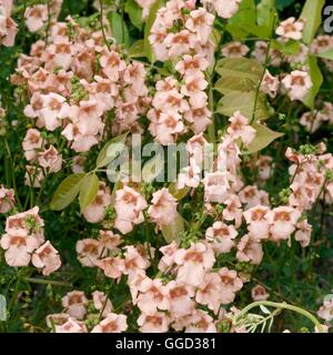 Diascia barbarae - `Blackthorn Apricot' AGM   ALP057533 Stock Photo